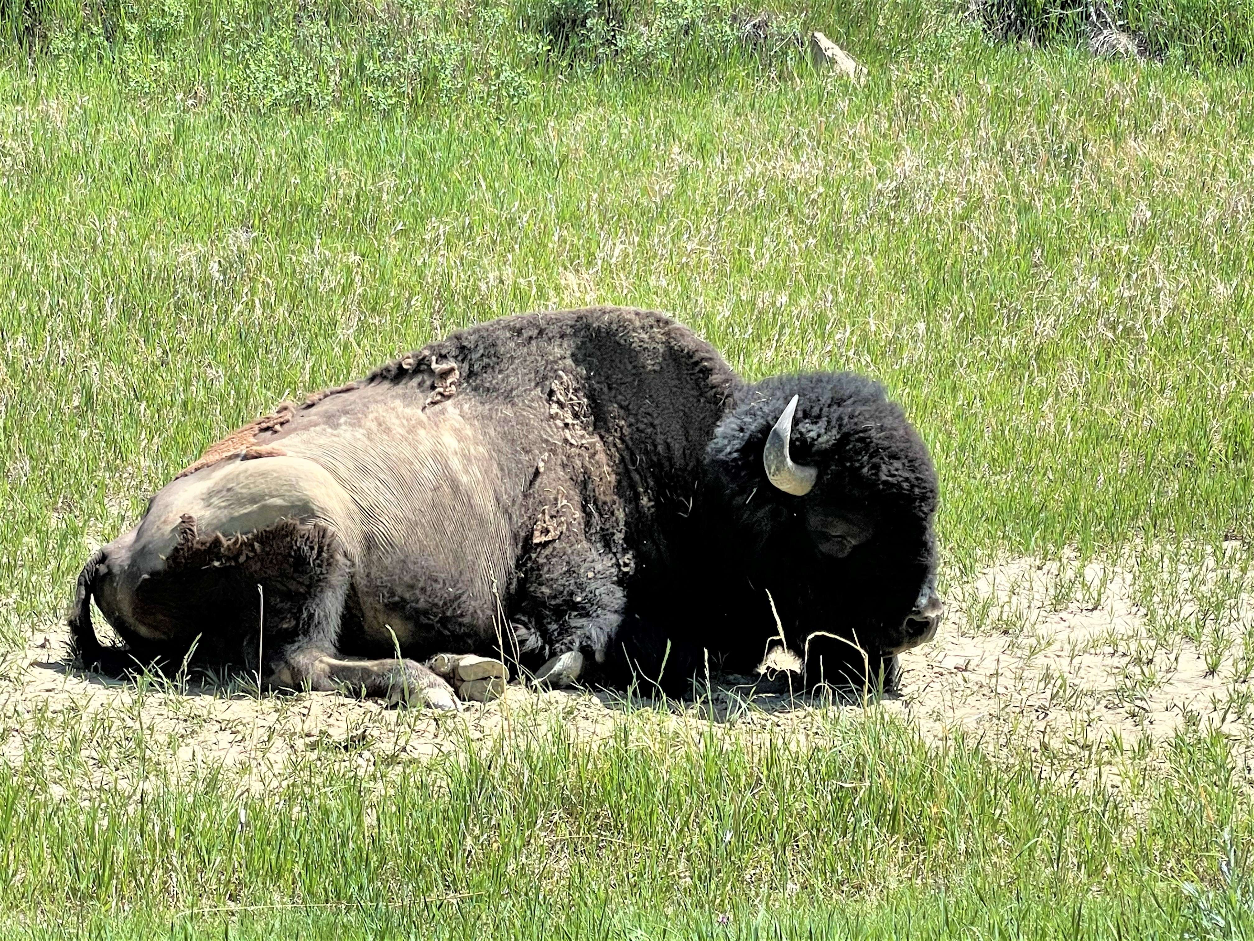 Theodore Roosevelt NP